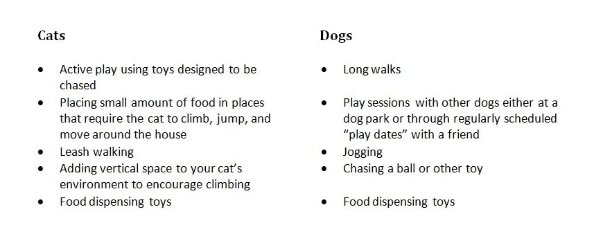 pet exercise, dog exercise, cat exercise, healthy weight cat, healthy weight dog